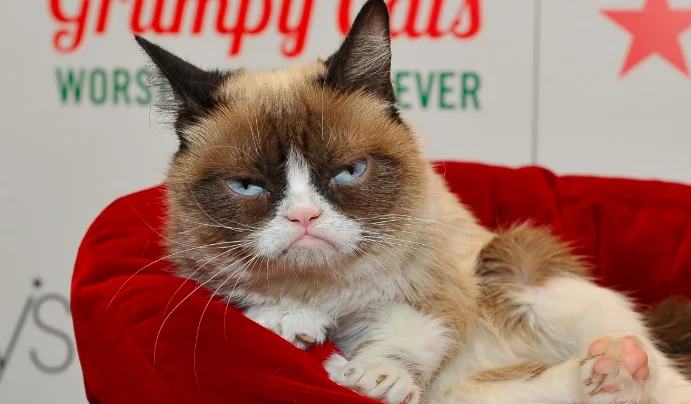 Addio al famosissimo Grumpy cat